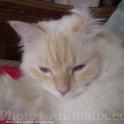 Photo de Ragdoll