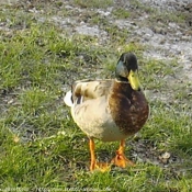 Photo de Canard