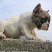 Photo de Bouledogue franais