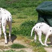 Photo de Dalmatien