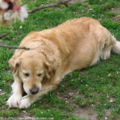 Photo de Golden retriever