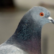 Photo de Pigeon