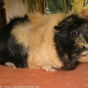 Photo de Cochon d'inde