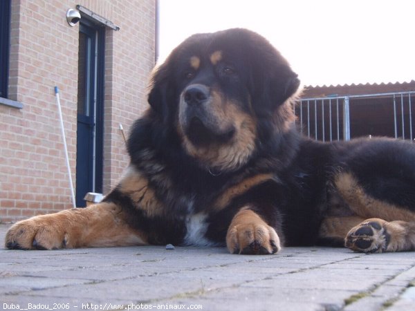 Photo de Dogue du tibet