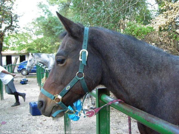 Photo de Races diffrentes