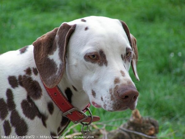 Photo de Dalmatien