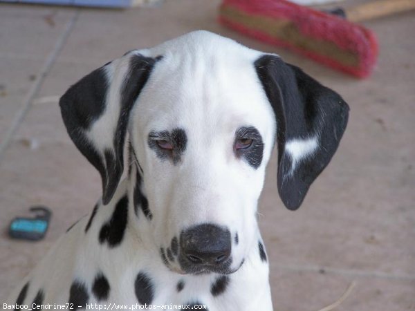 Photo de Dalmatien