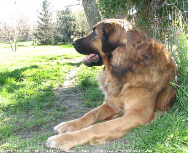 Photo de Leonberg