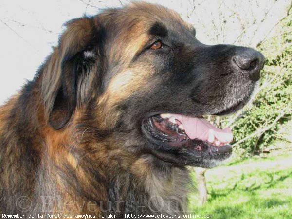 Photo de Leonberg