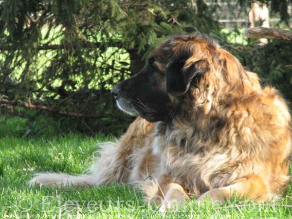 Photo de Leonberg