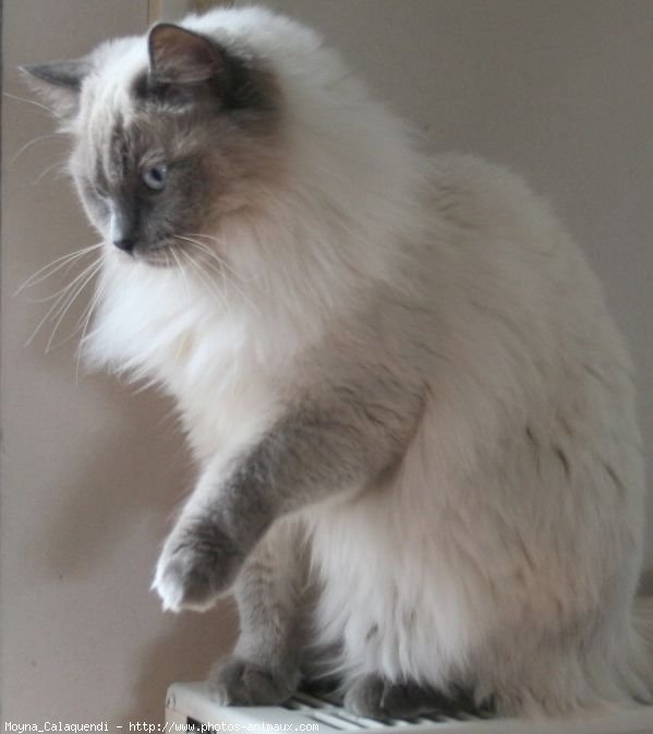 Photo de Ragdoll