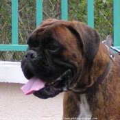 Photo de Boxer