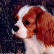 Photo de Cavalier king charles spaniel