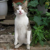 Photo de Chat domestique