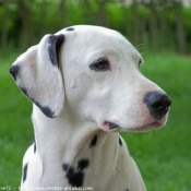 Photo de Dalmatien