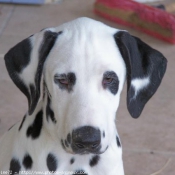 Photo de Dalmatien