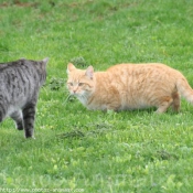 Photo de Chat domestique