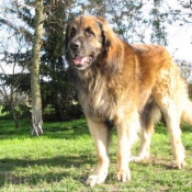 Photo de Leonberg