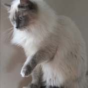 Photo de Ragdoll