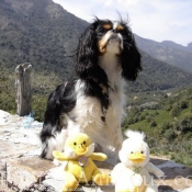 Photo de Cavalier king charles spaniel