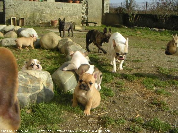 Photo de Bouledogue franais