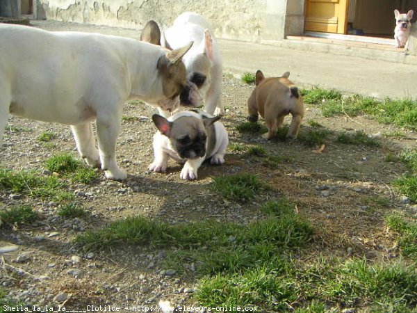 Photo de Bouledogue franais