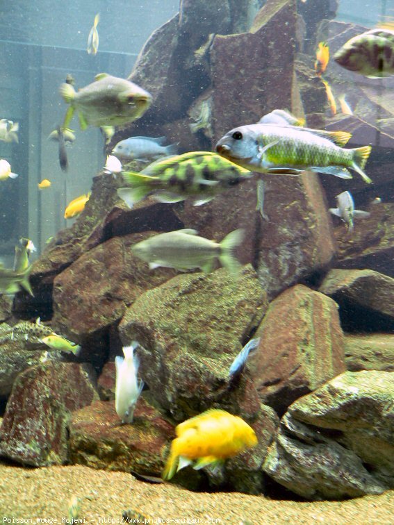 Photo de Poissons exotiques