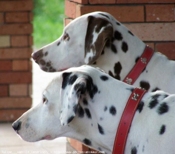 Photo de Dalmatien