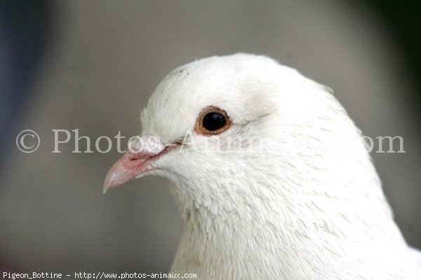 Photo de Pigeon