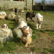 Photo de Bouledogue franais