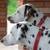 Photo de Dalmatien