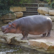 Photo de Hippopotame