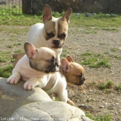 Photo de Bouledogue franais