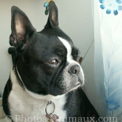 Photo de Boston terrier