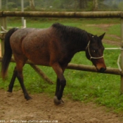 Photo de Races diffrentes