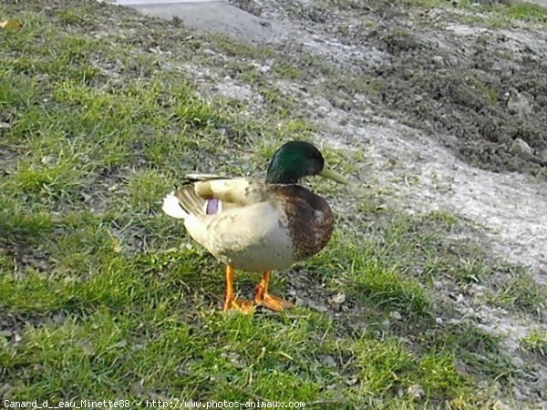 Photo de Canard