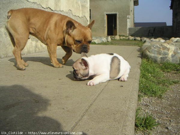 Photo de Bouledogue franais