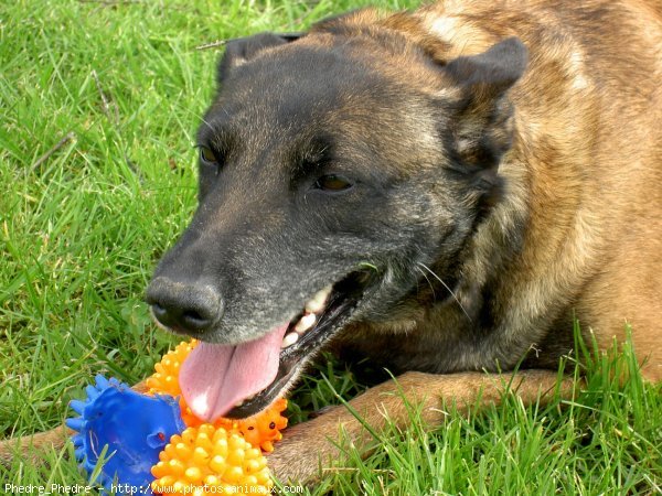 Photo de Berger belge malinois