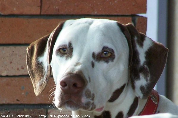 Photo de Dalmatien