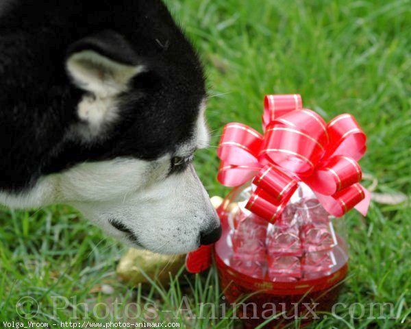 Photo de Husky siberien