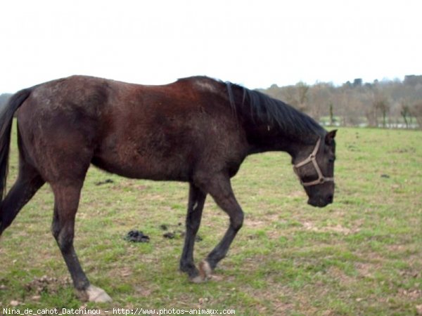 Photo de Trotteur franais