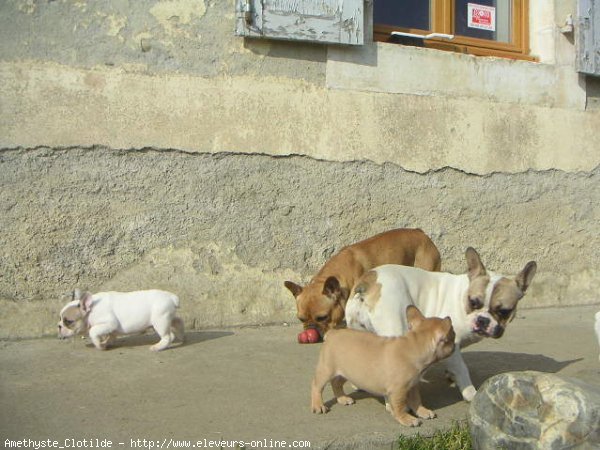 Photo de Bouledogue franais