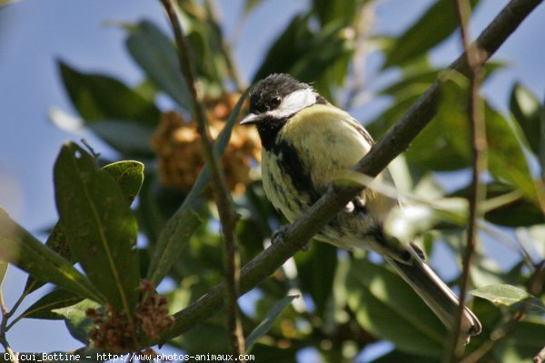 Photo de Moineau