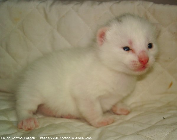 Photo de Chat domestique