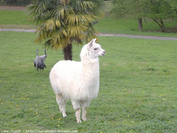 Photo de Lama