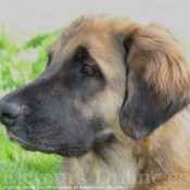 Photo de Leonberg