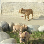 Photo de Bouledogue franais