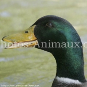 Photo de Canard colvert