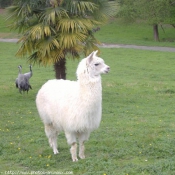 Photo de Lama