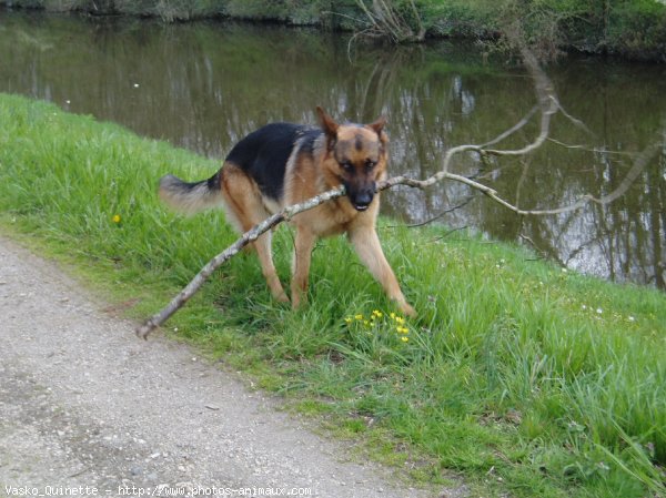 Photo de Berger allemand  poil court